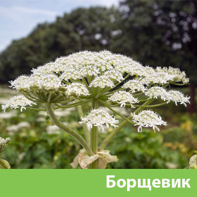 Борщевик в Вельске