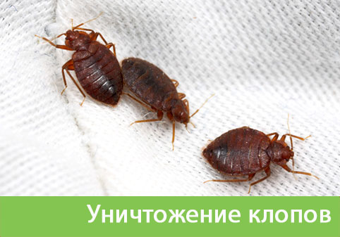Уничтожение клопов в городе Вельск