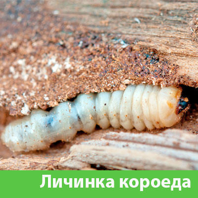 Уничтожение личинок короеда в Вельске