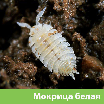 Мокрица в Вельске фото