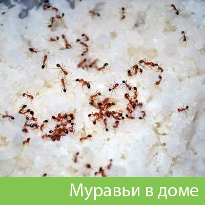 Муравьи в доме в Вельске