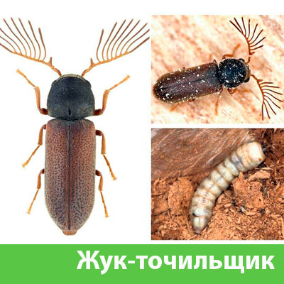 Уничтожение точильщика и личинок в Вельске