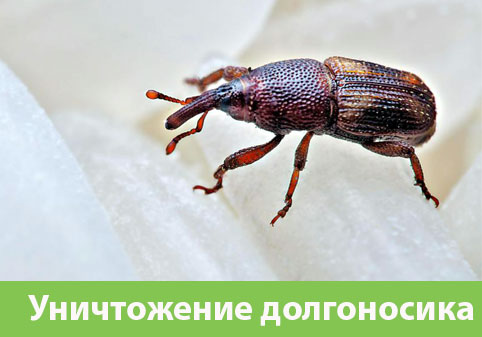 Уничтожение долгоносиков в городе Вельск