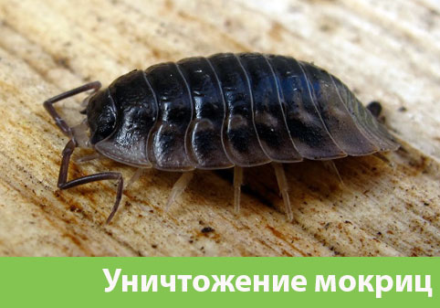 Мокрицы в квартире в городе Вельск