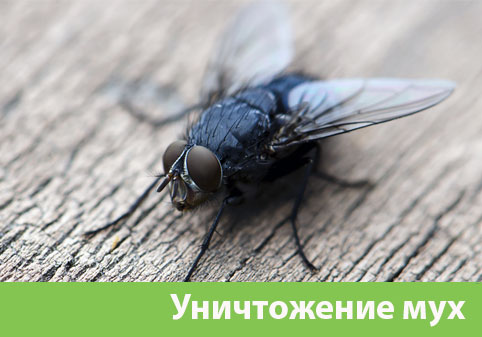 Уничтожение мух в городе Вельск