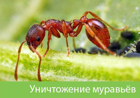 Уничтожение муравьёв в городе Вельск